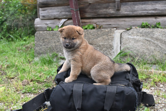 赤柴オス2の子犬