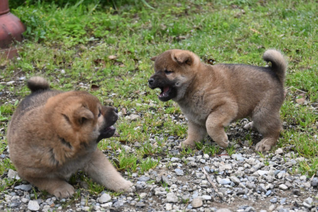 生後40日目のオスの柴犬の子犬