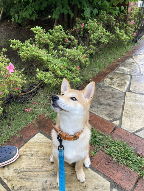 柴犬むぎちゃん1歳