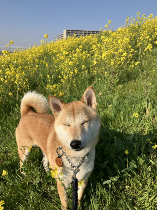 柴犬むぎちゃん1歳