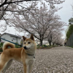 柴犬むぎちゃん1歳
