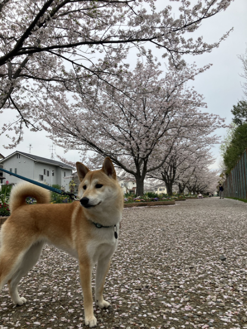 柴犬むぎちゃん1歳