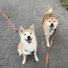 柴犬琥太郎君（右）と赤丸ちゃん（左）