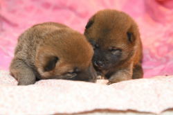 柴犬の子犬たち