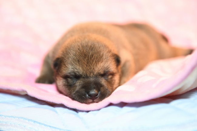 眠る柴犬の子犬
